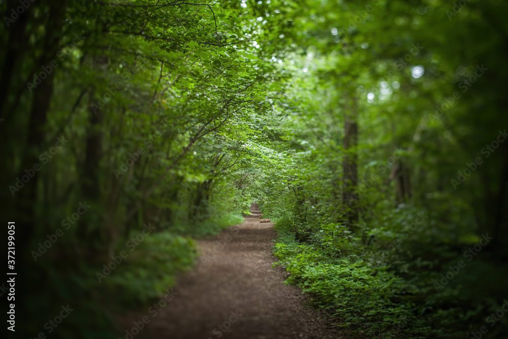 Dirt road through a green forest of trees. Dirt road through a green forest of trees.
