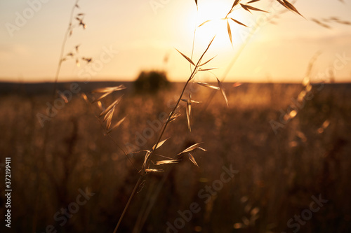 sunset plant landscape field