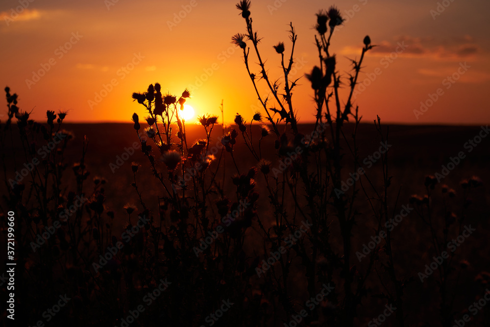 sunset plant landscape field
