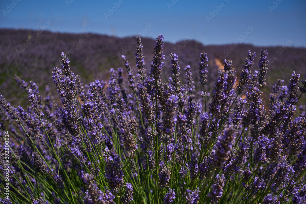 Obraz premium purple lavender fields landscape