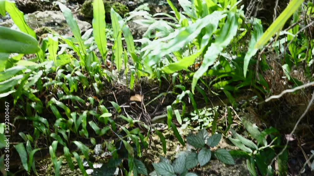Close-up of Tropical Plants, Trees, Shrubs, Greenery in Greenhouse. Lush Foliage of Wood in Paradise Conservatory. Abstract Natural Green Jungle Vegetation, Leaves Growth. Close-up of Tropical Plants, Trees, Shrubs, Greenery in Greenhouse. Lush Foliage of Wood in Paradise Conservatory. Abstract Natural Green Jungle Vegetation, Leaves Growth.