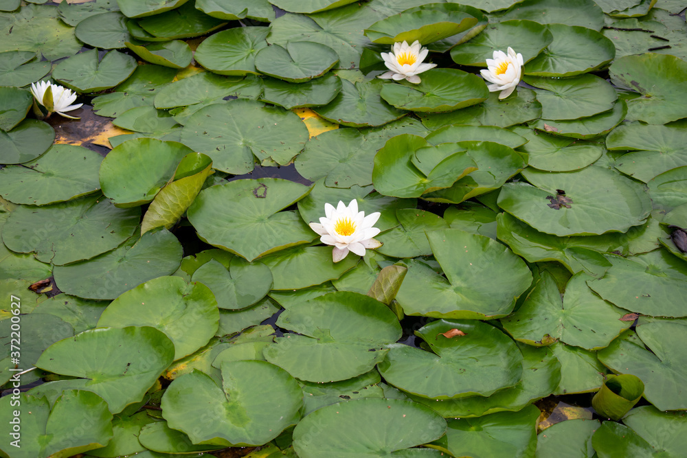 waterlily with white flowers on the lake waterlily with white flowers on the lake