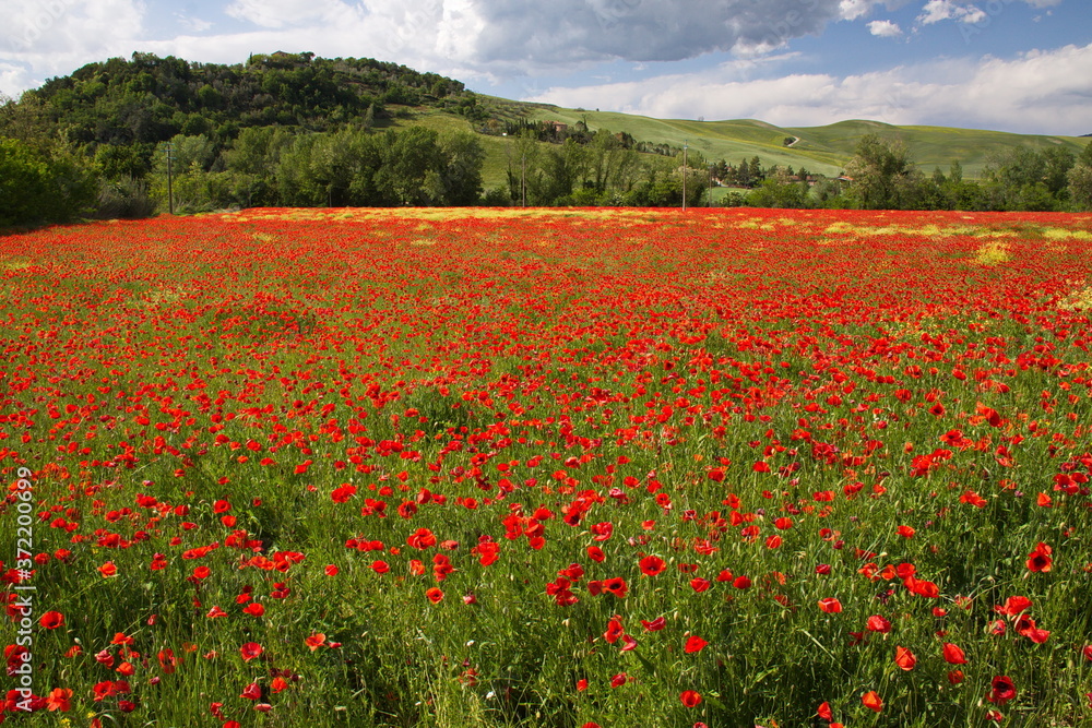 Poppy plants in a field near Volterra, Province of Siena, Tuscany, Italy, Europe 
