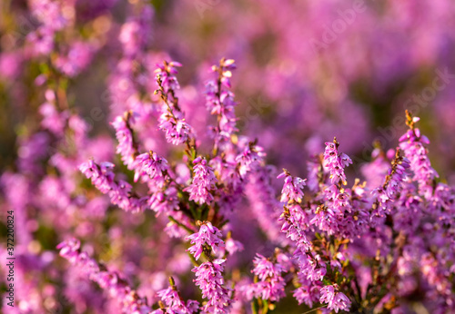 Heideblüte