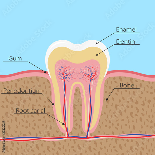 Structure of the human tooth. The tooth is incised in the gum, with nerves and blood vessels. Infographics in dentistry with the names of the elements. Banner, poster for printing. Vector. Flat style.