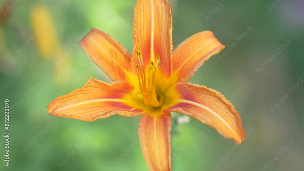 Beautiful orange flower Hemerocallis fulva close-up. Blooming daylily against the background of a flower bed. Asphodelaceae, subfamily Hemerocallidoideae. Brilliant colors of popular gardener plant Beautiful orange flower Hemerocallis fulva close-up. Blooming daylily against the background of a flower bed. Asphodelaceae, subfamily Hemerocallidoideae. Brilliant colors of popular gardener plant