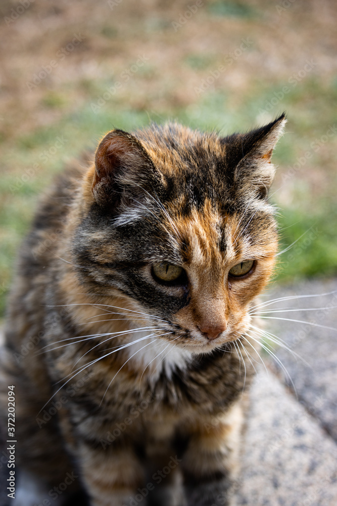 Naklejka premium close up of a cat