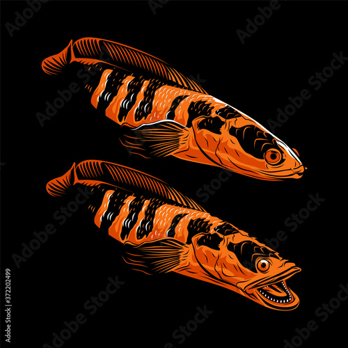 Channa snake head predator animal fish wild life in water illustration vector