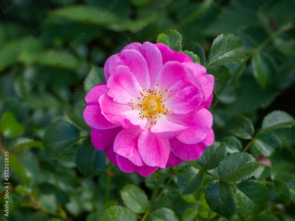 Beautiful bunch of a blooming pink rose flower over blurred green backdrop Beautiful bunch of a blooming pink rose flower over blurred green backdrop