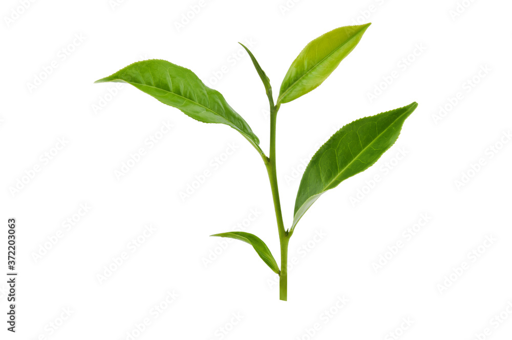 Green tea leaf isolated on white background