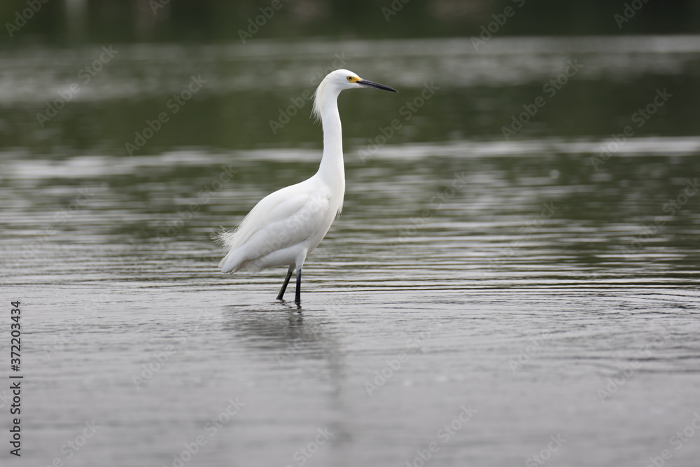 View of a Snowy Egret in the water View of a Snowy Egret in the water