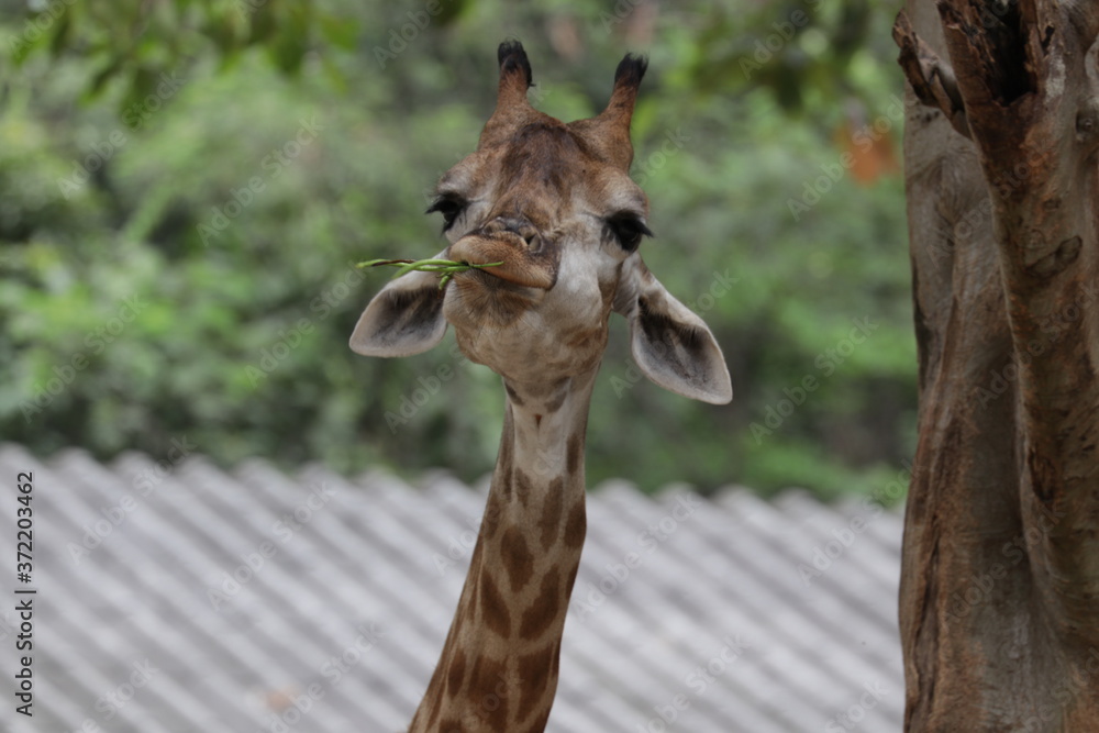 portrait of a giraffe portrait of a giraffe