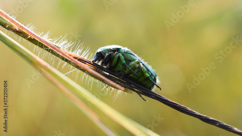 Green June beetle, June bug or June beetle (Cotinis nitida) insect. photo