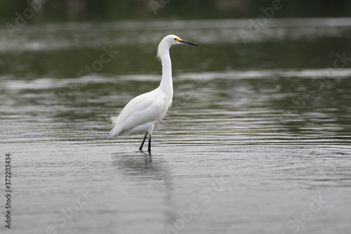 View of a Snowy Egret in the water