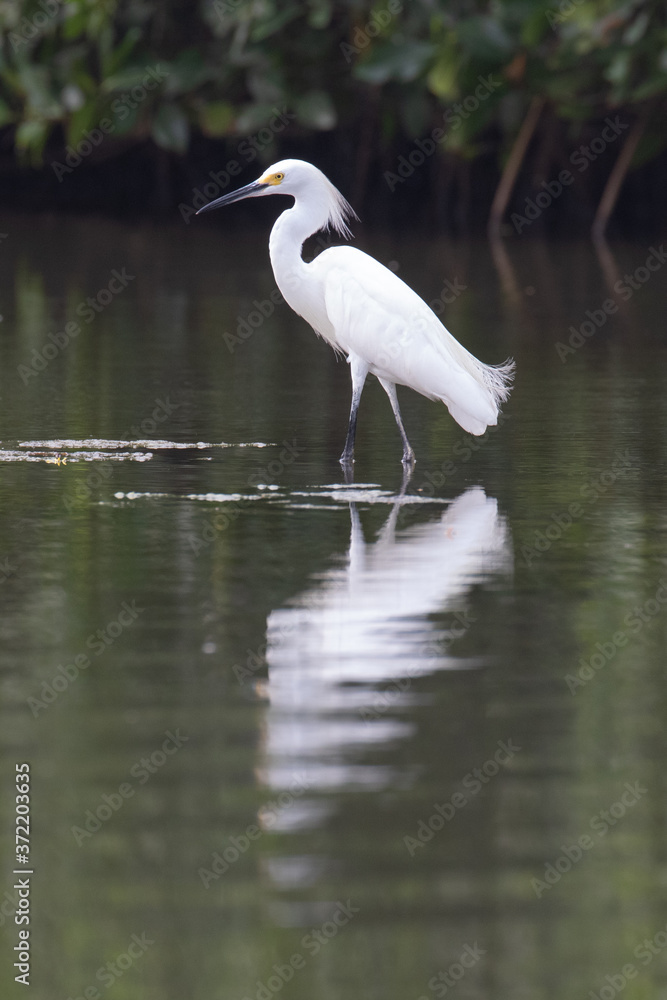Fototapeta premium View of a Snowy Egret in the water