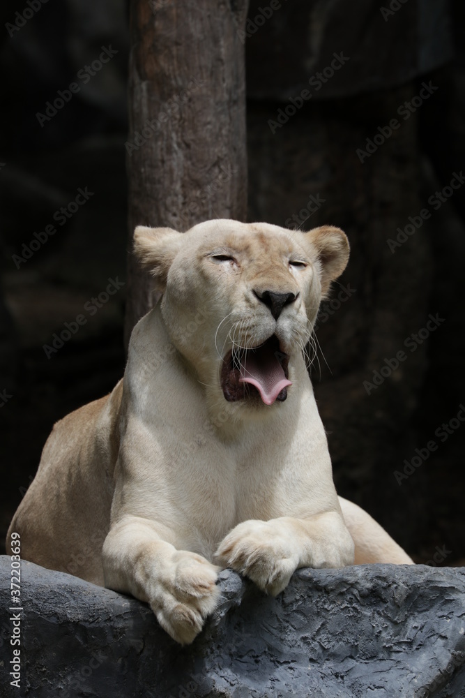 Obraz premium Close up Lioness is relaxing on the Playground