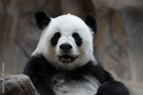 Beautiful Female Panda is Sticking out her Tongue