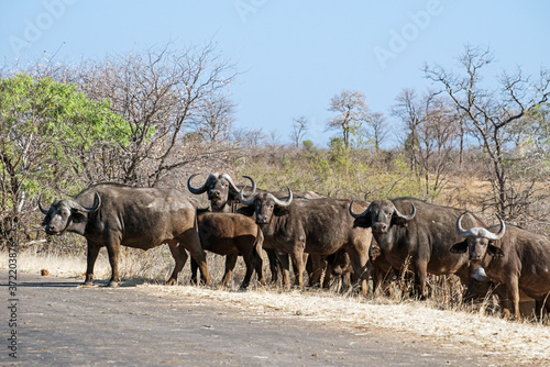 Büffelherde im Krüger Nationalpark in Südafrika 