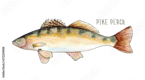 Watercolor hand drawn illustration of Pike Perch fish with lettering Pike Perch isolated on white photo