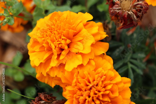 l'orangerie des fleurs