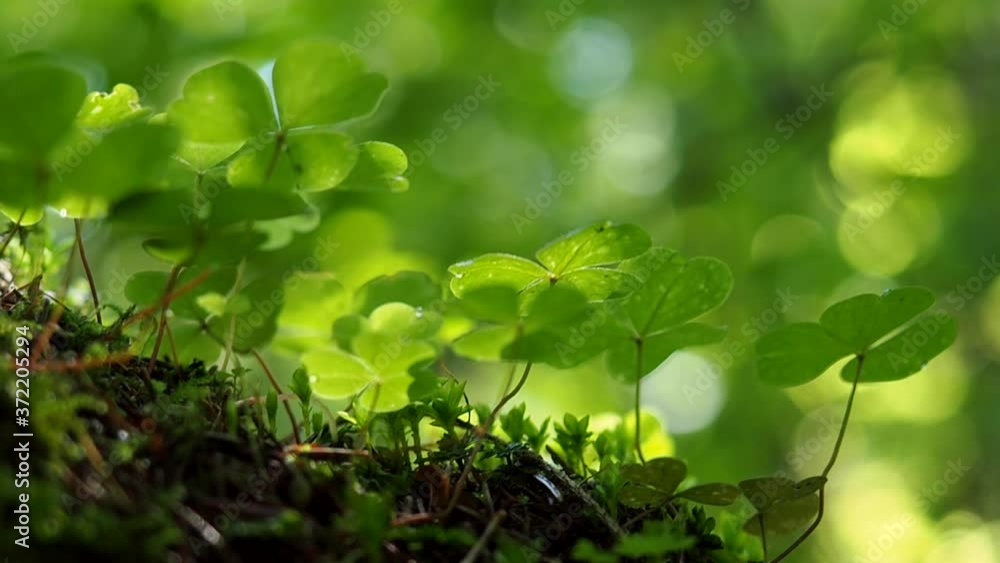 Oxalis in dewdrops grows in the forest. Common sourdough in the morning sun. Green background of nature. Oxalis in dewdrops grows in the forest. Common sourdough in the morning sun. Green background of nature.