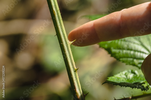 A persons finger about to touch and be pricked by a spiky thorn.
