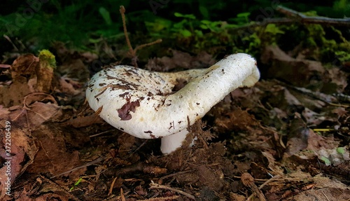 Mushroom Lactarius Vellereus with a large white cap close-up in its natural environment on forest soil from old matted leaves and twigs.