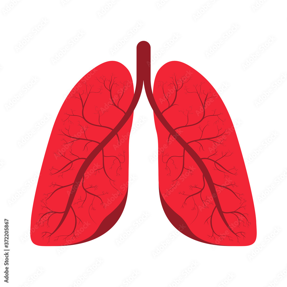 Human lungs. Human respiratory system, internal organ. Human lungs icon, symbol in cartoon style. Healthcare, medicine and anatomy concept Stock Vector | Adobe Stock Human lungs. Human respiratory system, internal organ. Human lungs icon, symbol in cartoon style. Healthcare, medicine and anatomy concept Stock Vector | Adobe Stock