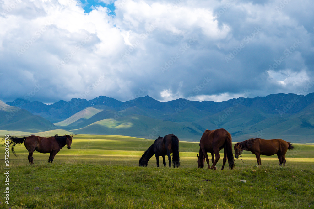 Grasing horses on green mountain valley with mountains and cloudy blue sky background.