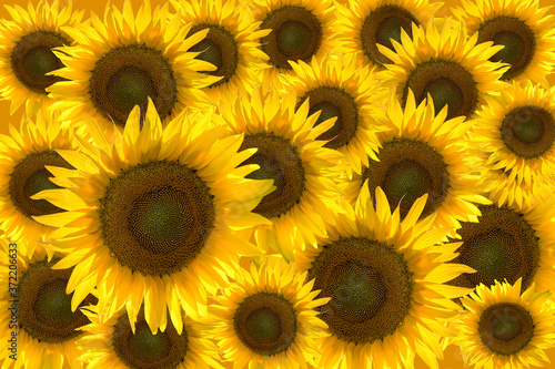 Abstract full frame of sunflowers, background graphic texture
