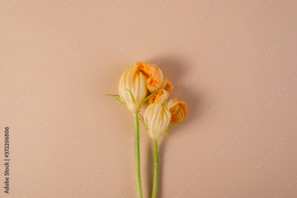 Pumpkin blossoms cut from the garden. Flat lay floral backdrop with empty space for text. Pumpkin blossoms cut from the garden. Flat lay floral backdrop with empty space for text.
