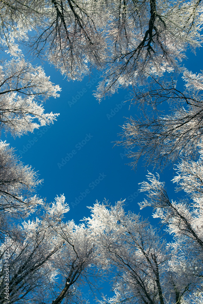 clear blue sky and trees seen from frozen forest in winter clear blue sky and trees seen from frozen forest in winter