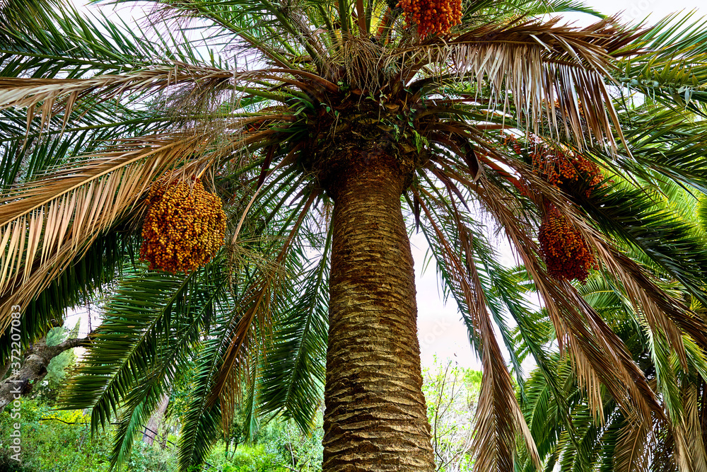 Obraz premium Barcelona, Spain. Park Guell. Antonio Gaudi. Tropical palm trees among green flowers, bushes and plants. Famous touristic destination landmark for walking tours. Summer day with blue sky.