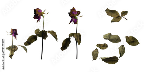 Withered rose and  Dried pink rose  on a white background,with clipping path © Kingkarn