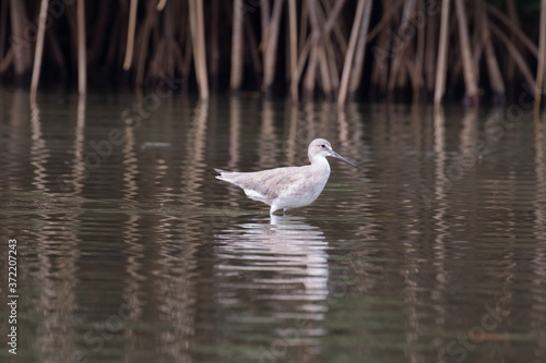View of a Willet shorebird standing in the water © Ian Kennedy