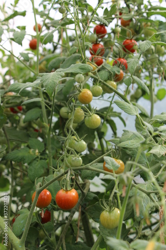 tomates