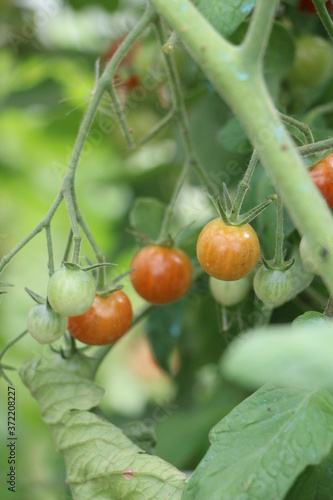 tomates cerises