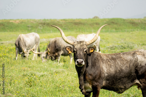 Italy Tuscany Grosseto  natural park of the Maremma nature reserve Alberese Uccellina free animals