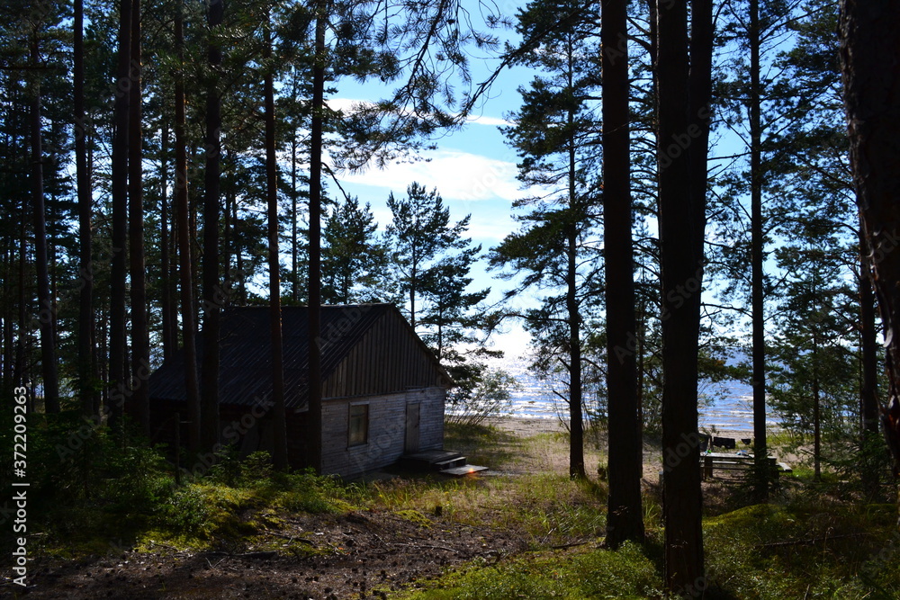 an old house in the Northern pine forest on a summer day in August an old house in the Northern pine forest on a summer day in August