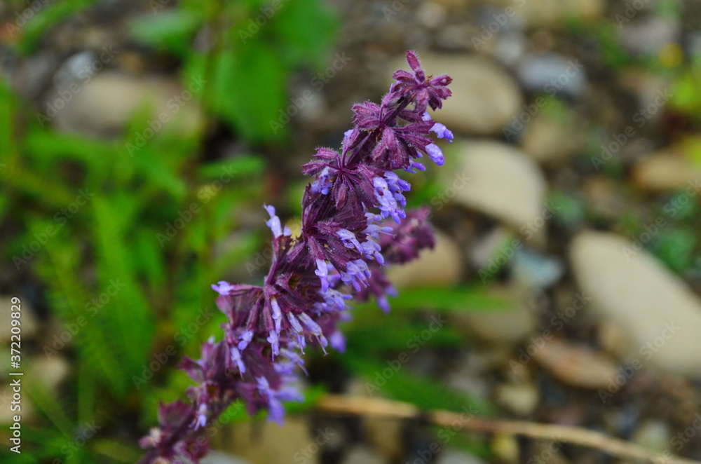 Beautiful purple sage flowers blooms in the summer meadow. Flower background. Macro photo Beautiful purple sage flowers blooms in the summer meadow. Flower background. Macro photo