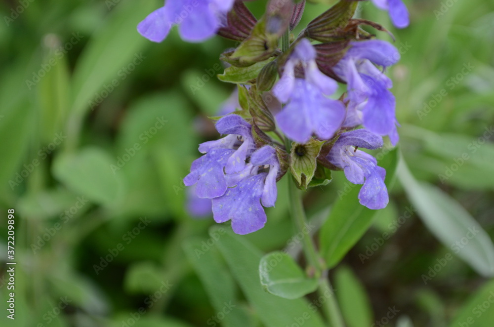 Beautiful purple sage flowers blooms in the summer meadow. Flower background. Macro photo Beautiful purple sage flowers blooms in the summer meadow. Flower background. Macro photo