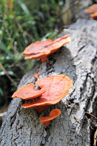 Orange Fungi Growing on a Dead Log in a Forest