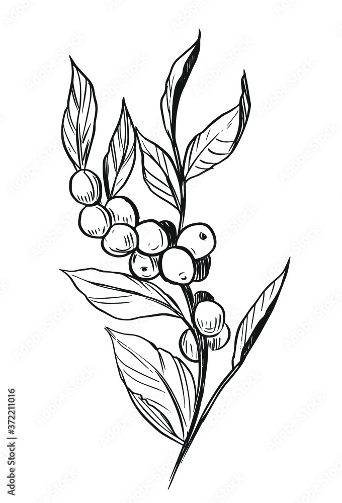 116 Coffee Plant Drawing Stock Photos HighRes Pictures and Images   Getty Images