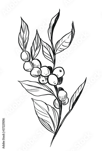 Coffee plant. Branch with coffee beans. Hand drawn sketch illustration. Vector