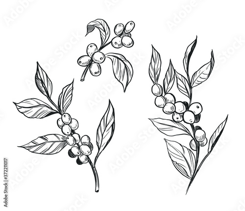 Coffee plant. Branch with coffee beans. Hand drawn sketch illustration. Vector