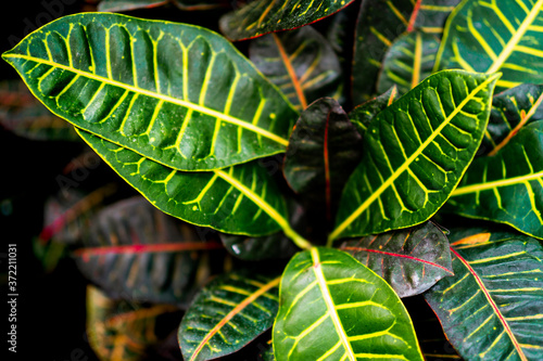 Foto Tropical exotic plant close up top view
