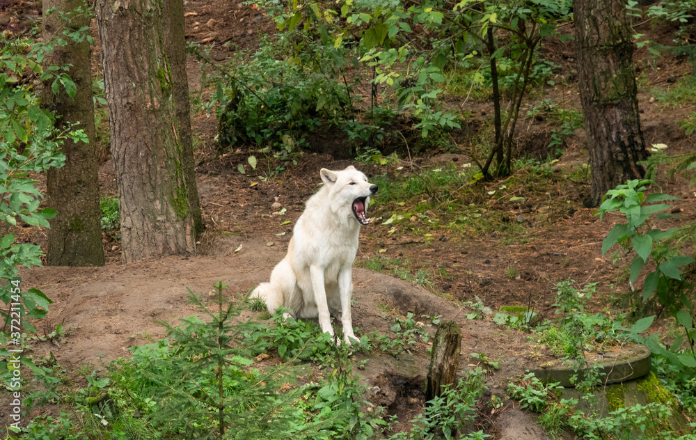 Weißer Wolf beim Gähnen im Wald