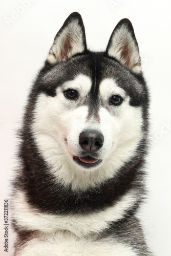 Raza de perro Siberian Husky mirando a cámara en estudio