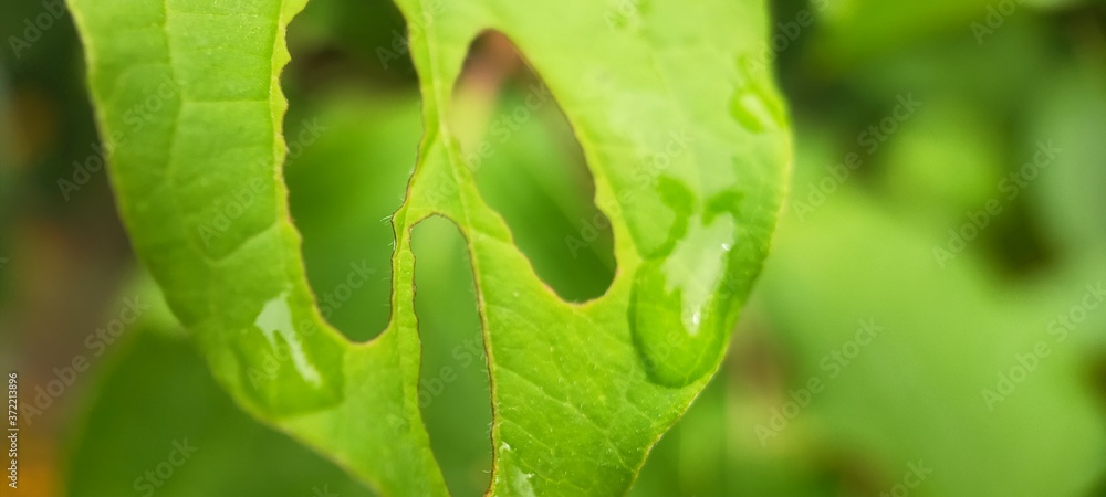 close up of fresh green leaf close up of fresh green leaf
