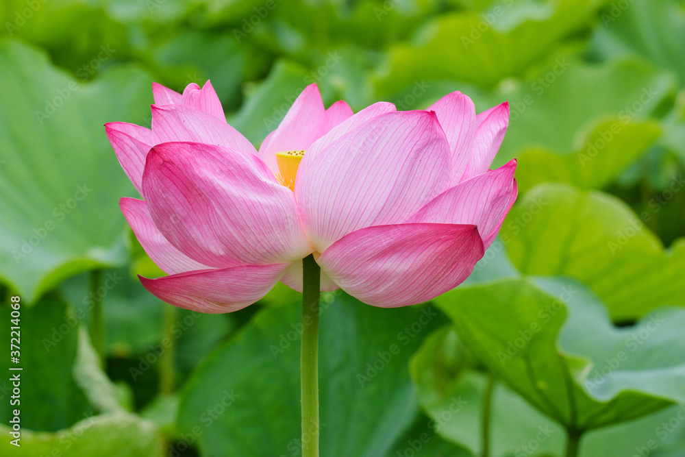 東京 上野 不忍池の美しい蓮の花　コピースペースあり（日本東京都） Beautiful lotus flowers at Shinobazu Pond in Ueno, Tokyo, with copy space (Tokyo, Japan)